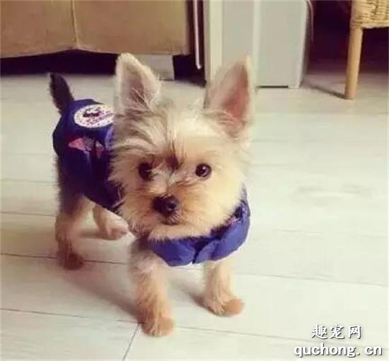 犬湿疹原因|诊断|预防及治疗方法
