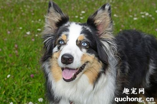 澳大利亚牧羊犬饲养技巧