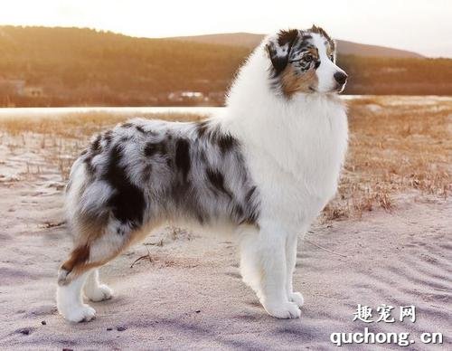 澳大利亚牧羊犬饲养技巧