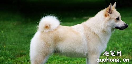 挪威布哈德犬体态特征及饲养方法