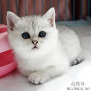 <b>渐层属于英短还是美短 渐层猫是什么品种?</b>