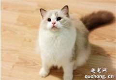 <b>猫适合养卧室吗 猫养卧室好还是不好？</b>