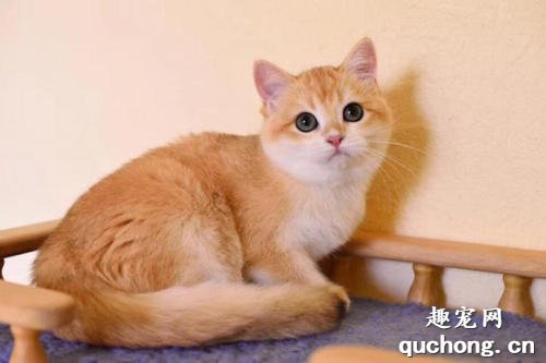 金渐层猫该如何挑选 英短金渐层怎么挑选?