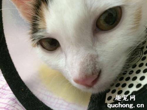 猫咪鼻子黑 原因是什么？