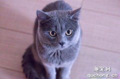 长毛蓝猫是什么品种？