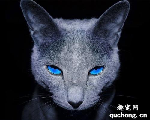 长毛蓝猫是什么品种？