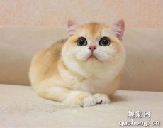 <b>猫咪除草剂中毒怎么回事？猫咪除草剂中毒治疗方案</b>