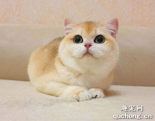 猫咪除草剂中毒怎么回事?猫咪除草剂中毒治疗方案