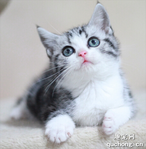 猫咪除草剂中毒怎么回事?猫咪除草剂中毒治疗方案