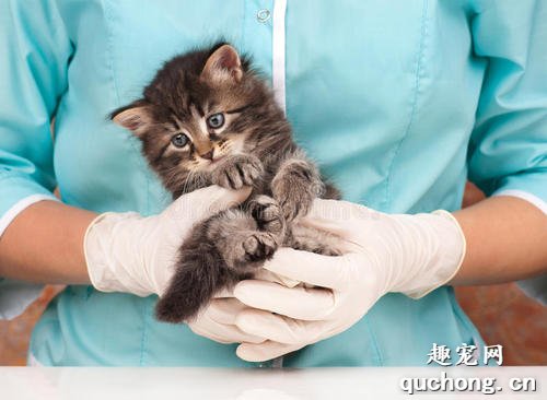 猫咪休克的几种急救方法