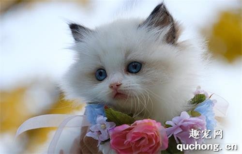 猫咪脑积水怎么治疗 脑积水治疗方法