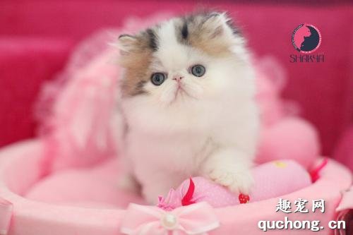 猫咪脑积水怎么治疗 脑积水治疗方法