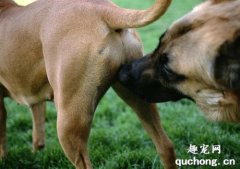 狗狗为什么喜欢互相嗅屁股?