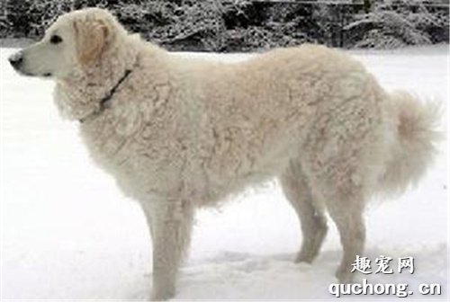 库瓦兹犬饲养技巧