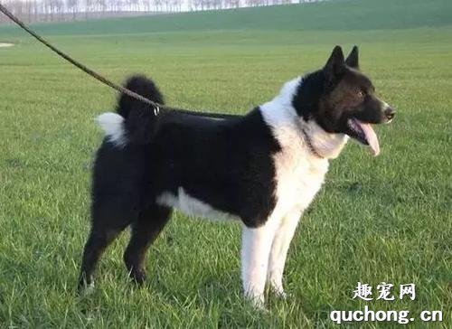 卡累利阿熊犬图片|饲养方法|性格特点