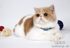 <b>加菲猫繁育花色规律 猫咪繁育须知</b>