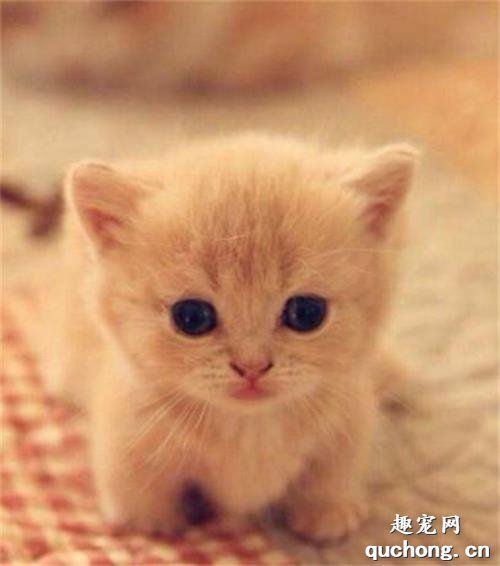 小猫喘气呼噜呼噜的 是得了哮喘吗？