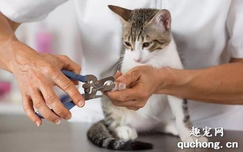 猫爪子怎么剪？