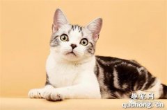 猫咪蠕形螨怎么治疗 猫蠕形螨治疗方法