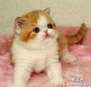 猫咪角膜炎用什么药 猫咪角膜炎用药介绍