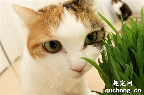 猫草和猫薄荷的区别