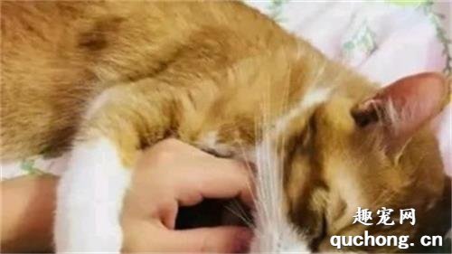 养猫的好处有哪些？