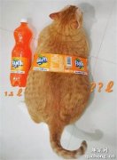 <b>一只橘猫有多大，用橙汁对比一下…惊呆了！</b>