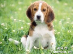 <b>纯种美国猎狐犬图片|美国猎狐犬标准</b>