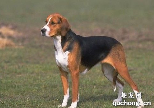 纯种美国猎狐犬图片|美国猎狐犬标准
