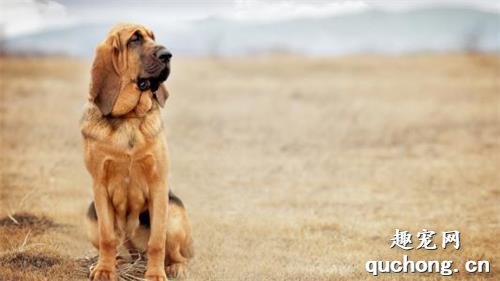 纯种寻血猎犬图片|寻血猎犬标准