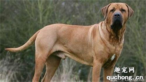 纯种土佐犬图片|土佐犬标准