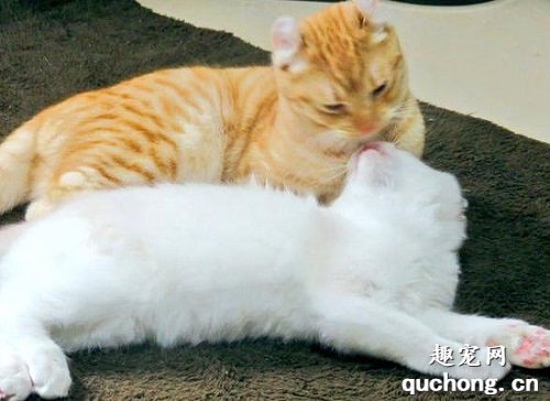 猫发情有什么特征?如何判断猫咪是否发情?