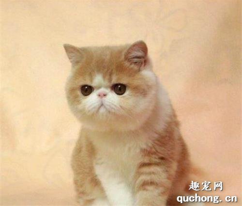 猫咪绦虫病怎么治疗?
