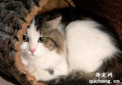 <b>猫咪毛囊炎怎么治疗？</b>