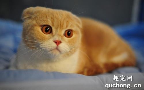猫咪肾衰有什么症状？