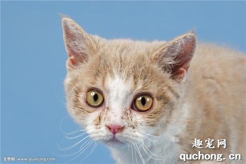 猫咪眼睛发炎怎么办?
