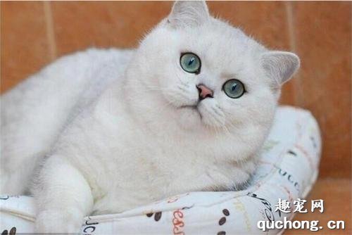 英短怀孕特征有哪些?