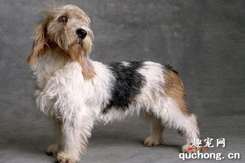 迷你贝吉格里芬凡丁犬怎么养?