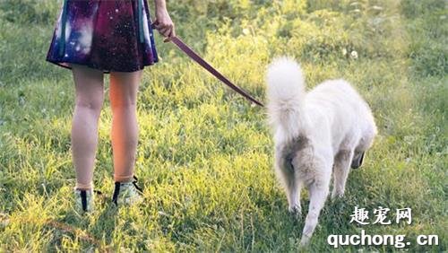如何让狗儿悠闲地跟着你散步?