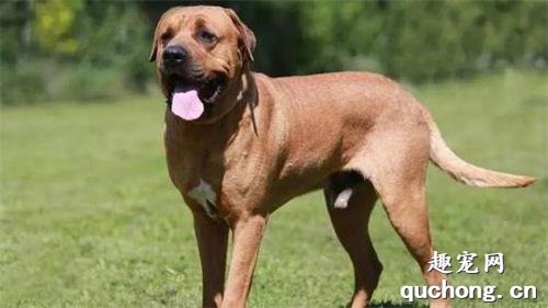 土佐犬饲养注意事项​及疾病预防