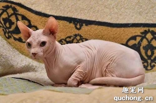 斯芬克斯猫怎么看品相?