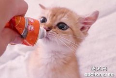 猫吃营养膏要注意什么 营养膏也要合理喂食