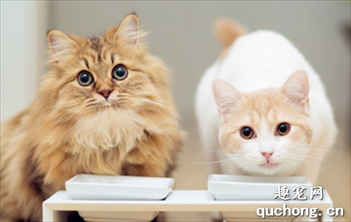 猫吃营养膏要注意什么 营养膏也要合理喂食