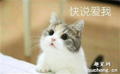 小奶猫一直叫怎么办？