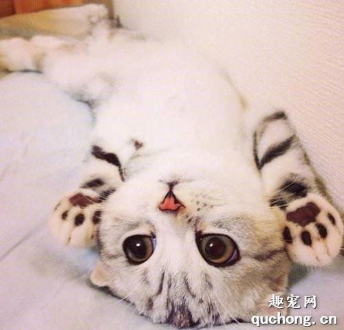 被小猫抓伤出血怎么办?