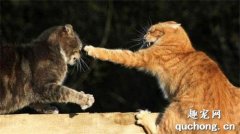 <b>猫咪配种打架怎么办？</b>
