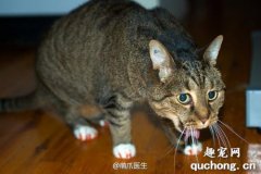 猫咪像哮喘一样咳嗽 猫哮喘怎么回事？