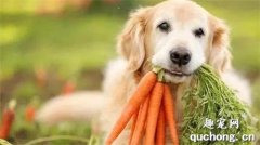 <b>狗狗吃蔬菜好吗，狗狗需要每天吃蔬菜吗？</b>