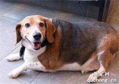 <b>造成狗狗肥胖的原因分析</b>
