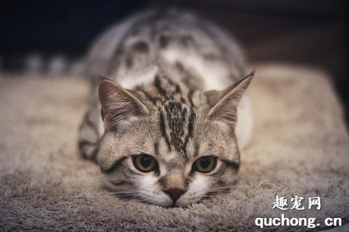 猫咪乳腺癌的症状与预防治疗
